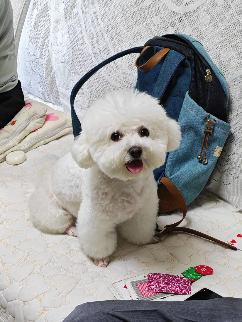 Bichon sitting near a bag